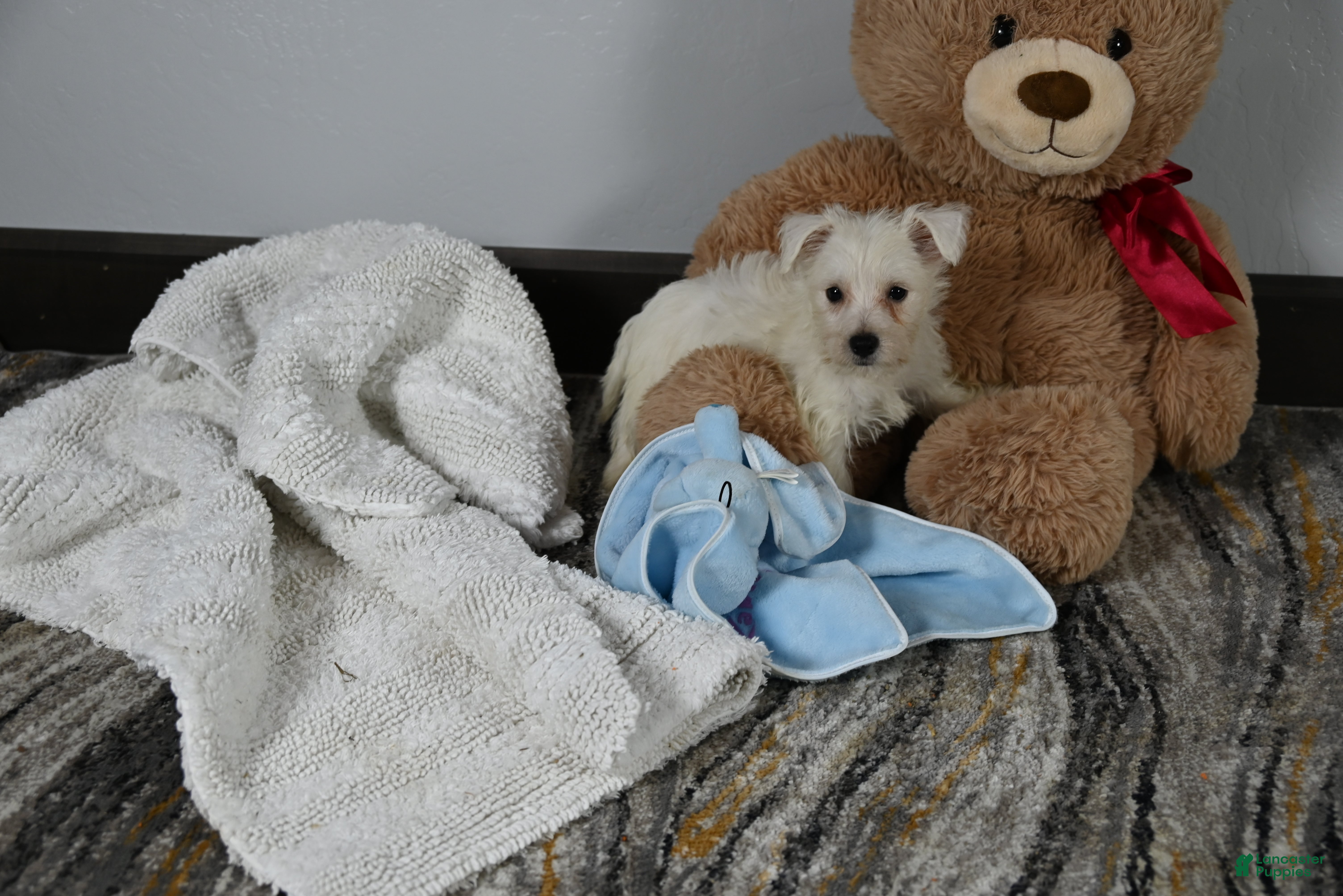 West Highland Terrier dogs Willis - Ad 2