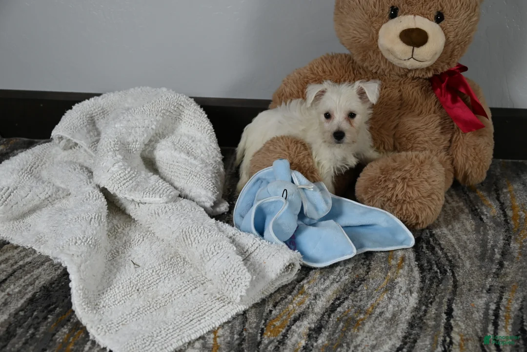 West Highland Terrier dogs for sale: Willis - Ad 2