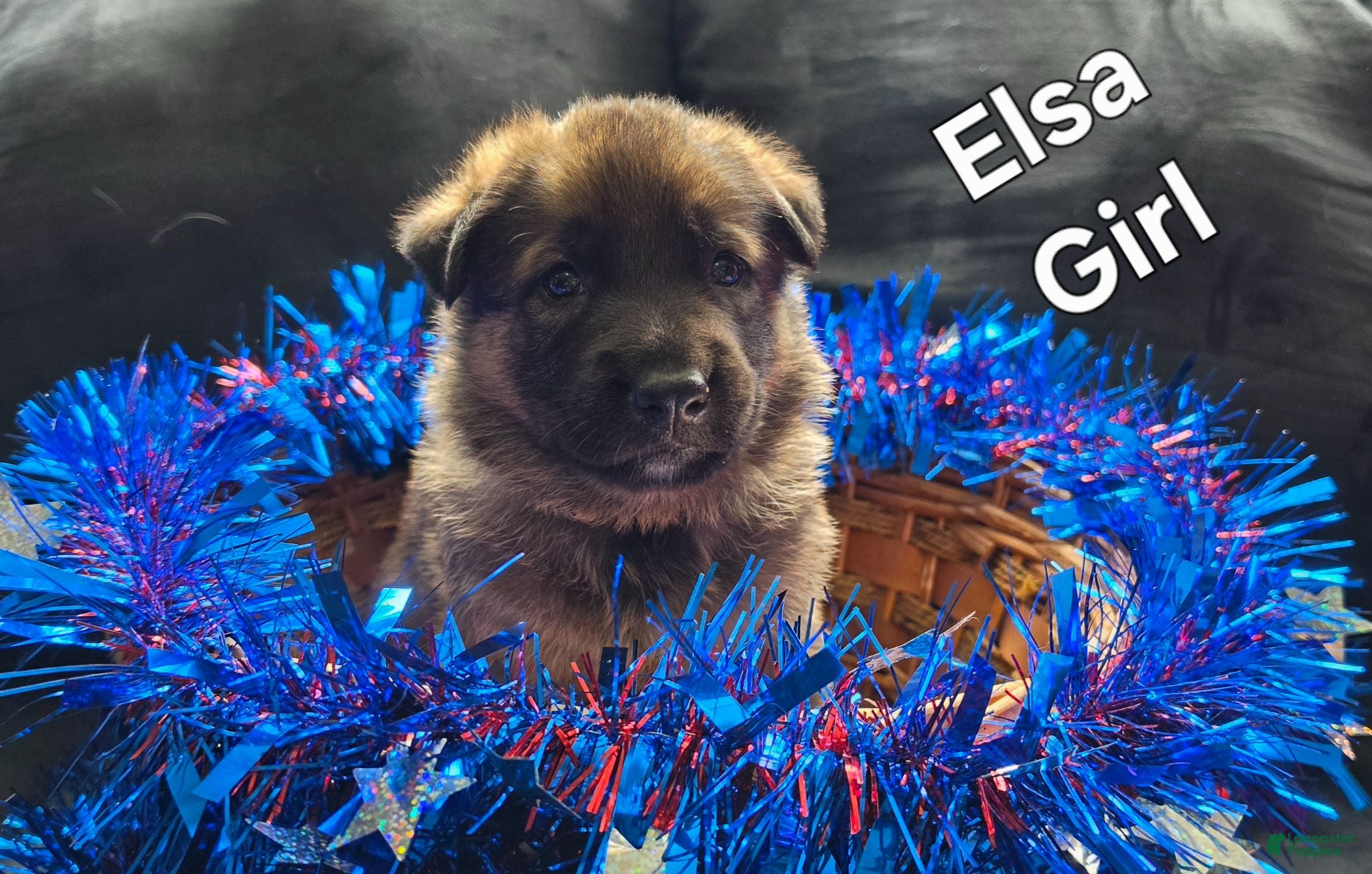 German Shepherd dogs Elsa - Ad 29