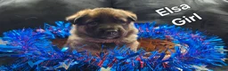 German Shepherd dogs for sale: Elsa - Ad 1