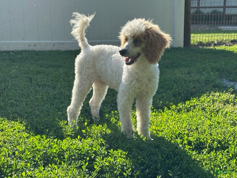 Standard Poodle dogs Leo - Ad 2