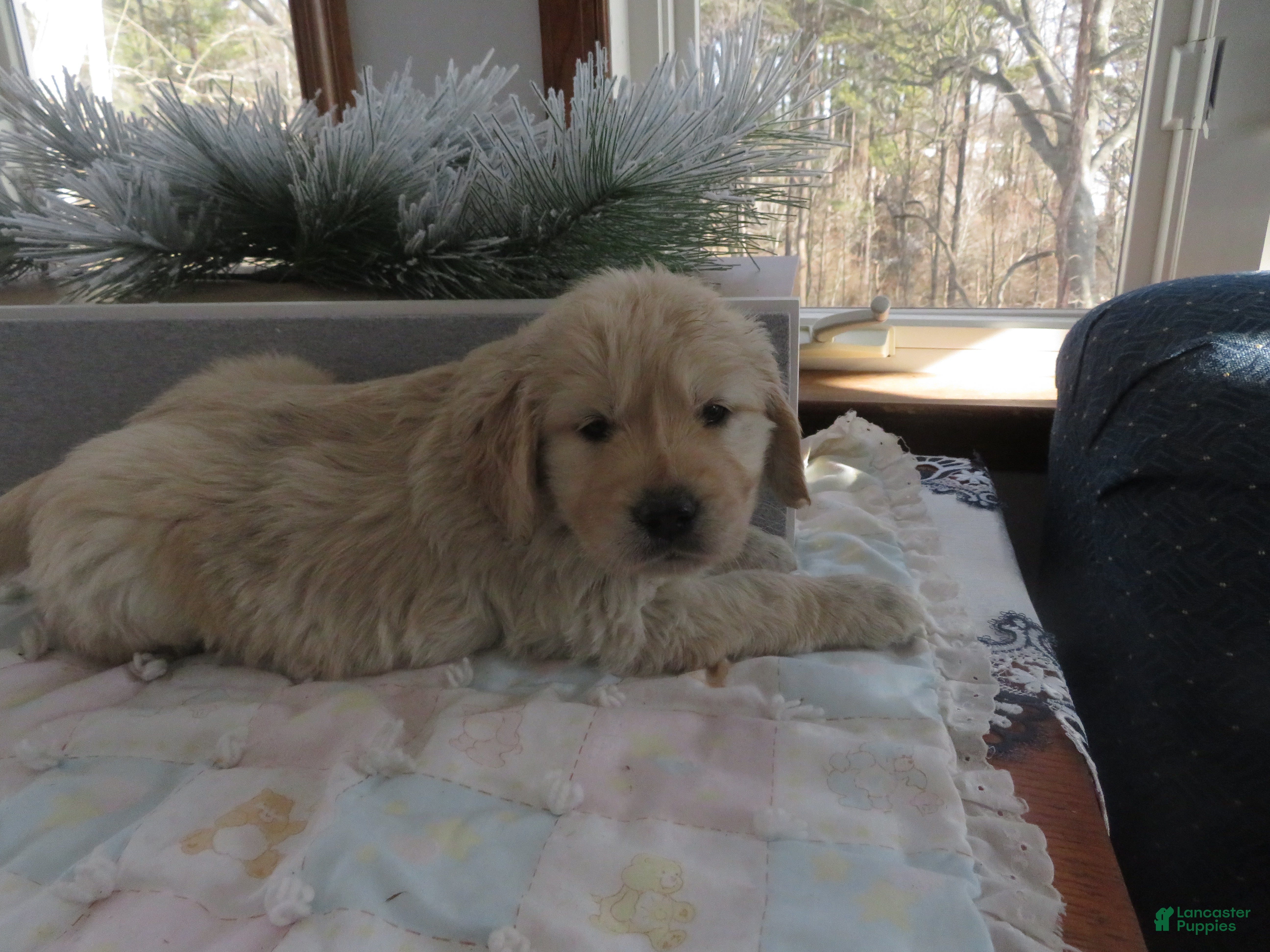 Golden Retriever dogs SAILOR - CHAMPION LINE - Ad 2