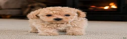 Miniature Poodle dogs for sale: Lucy - Ad 7