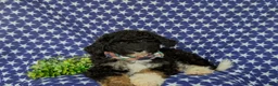 Mini Bernedoodle dogs for sale: Quincey Hypoallergenic - Ad 5