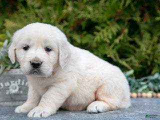 Golden Retriever dogs - Ad 35