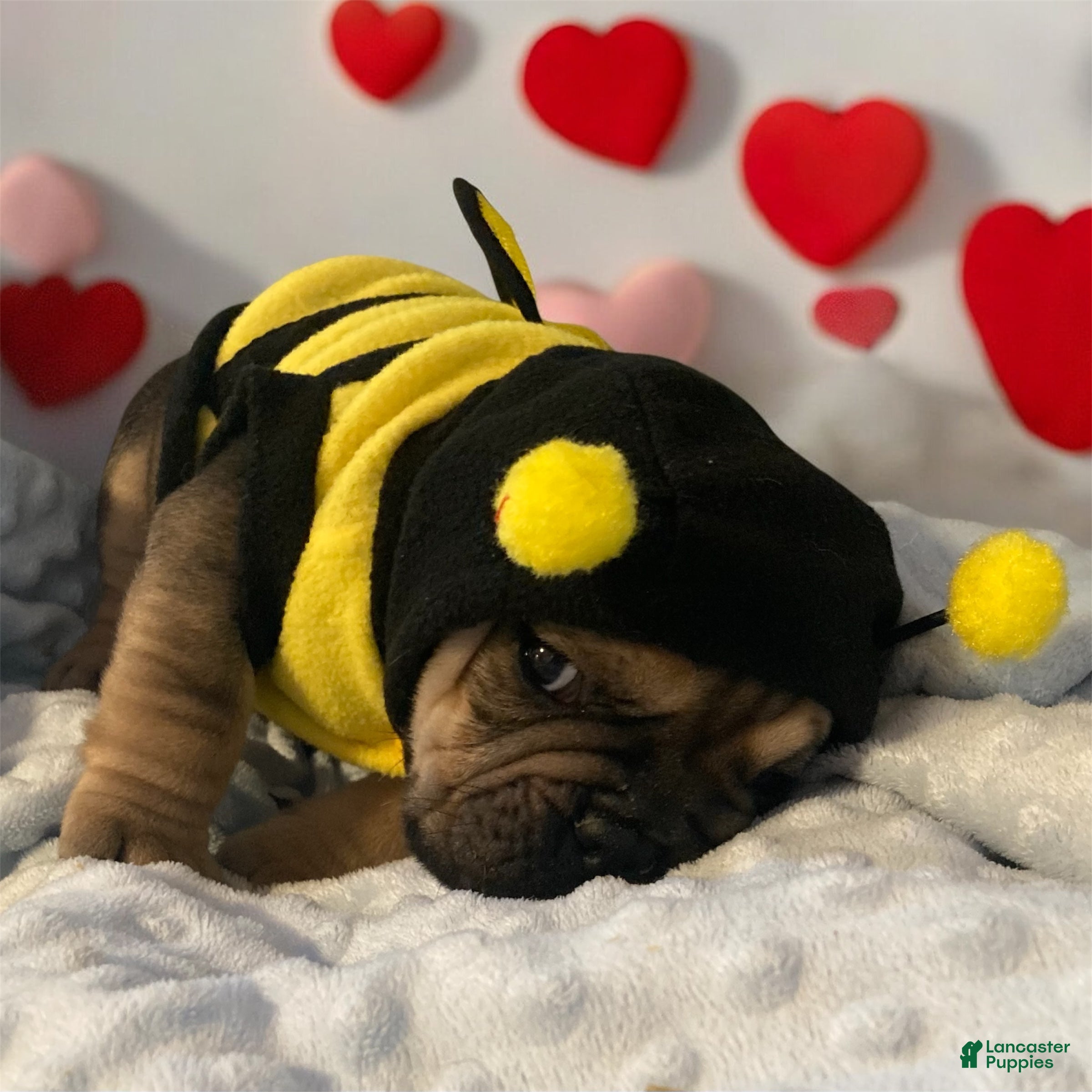 English Bulldog dogs Grizz - Ad 9