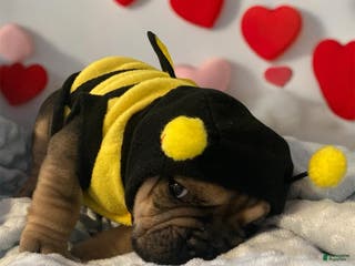 English Bulldog dogs Grizz - Ad 2