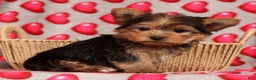Yorkshire Terrier dogs for sale: Teddy - Ad 3