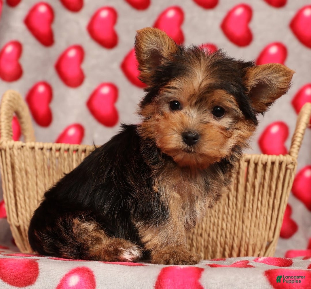 Yorkshire Terrier dogs for sale: Teddy - Ad 3