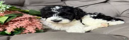 Cockapoo dogs for sale: Barney - Ad 4