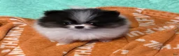 Pomeranian dogs for sale: Akc pebbles  - Ad 2