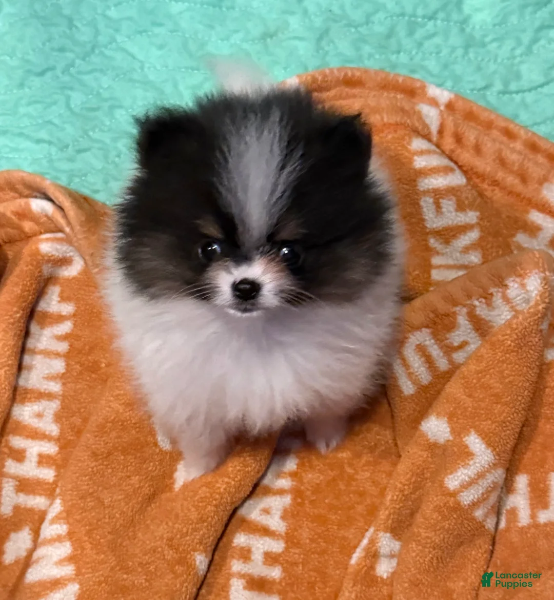 Pomeranian dogs for sale: Akc pebbles  - Ad 2