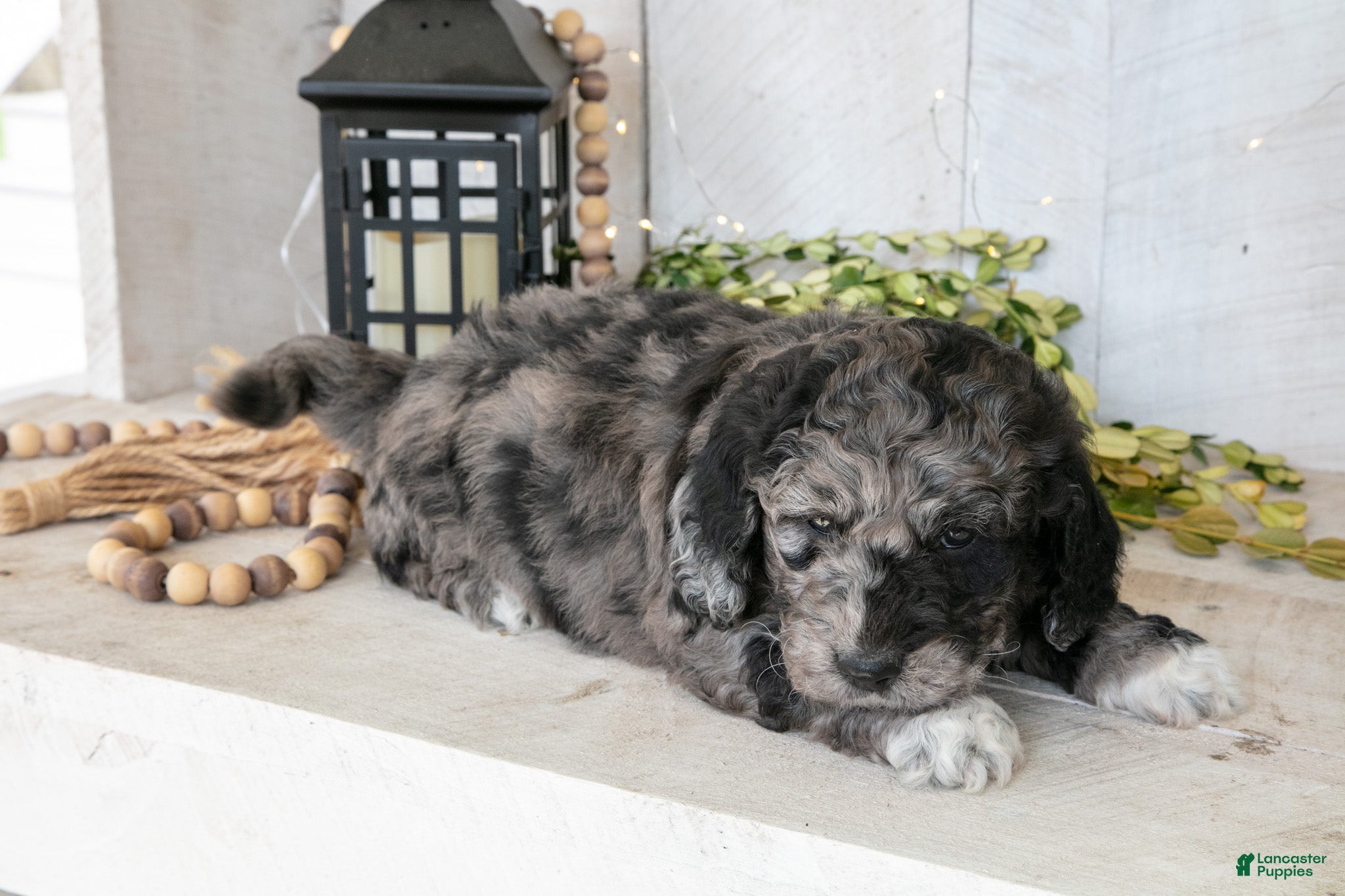 Miniature Labradoodle dogs Alec - Ad 10