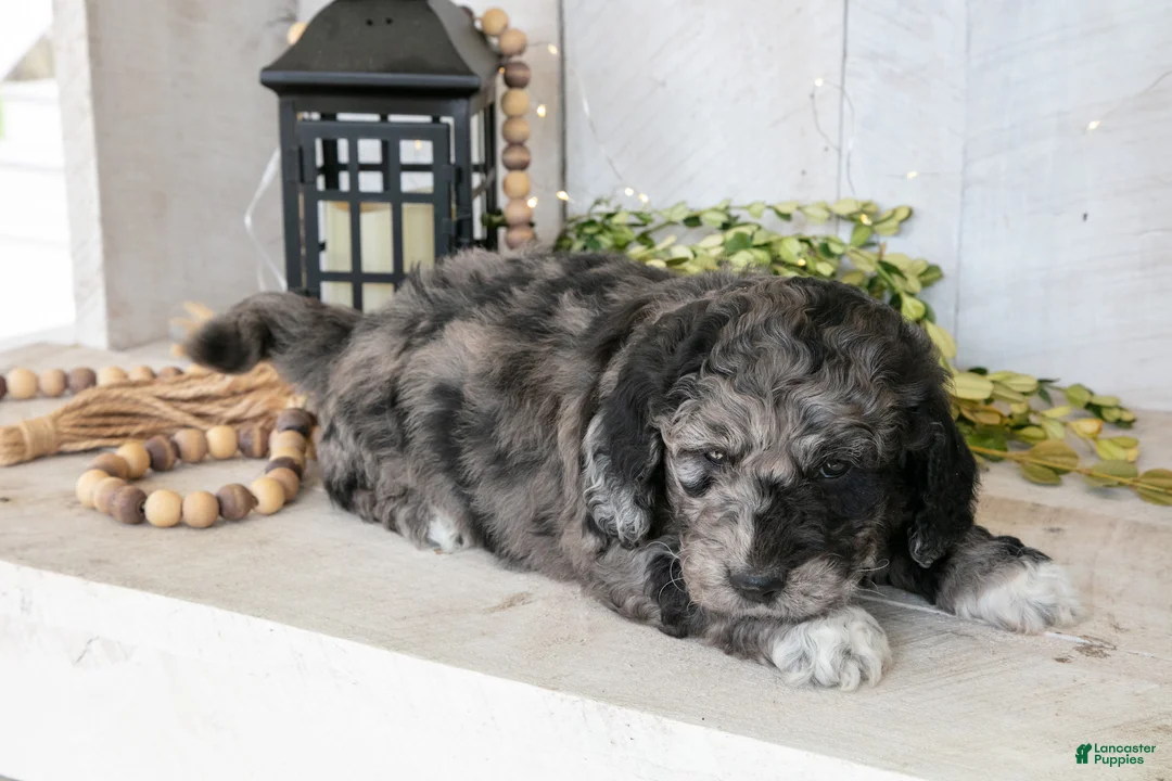 Miniature Labradoodle dogs for sale: Alec - Ad 1