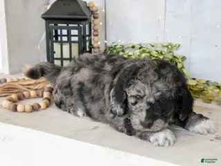 Miniature Labradoodle dogs Alec - Ad 16