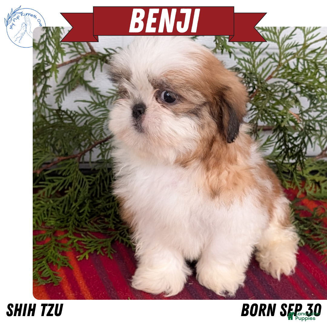 Shih Tzu dogs Benji - Ad 12
