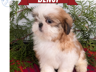 Shih Tzu dogs Benji - Ad 3