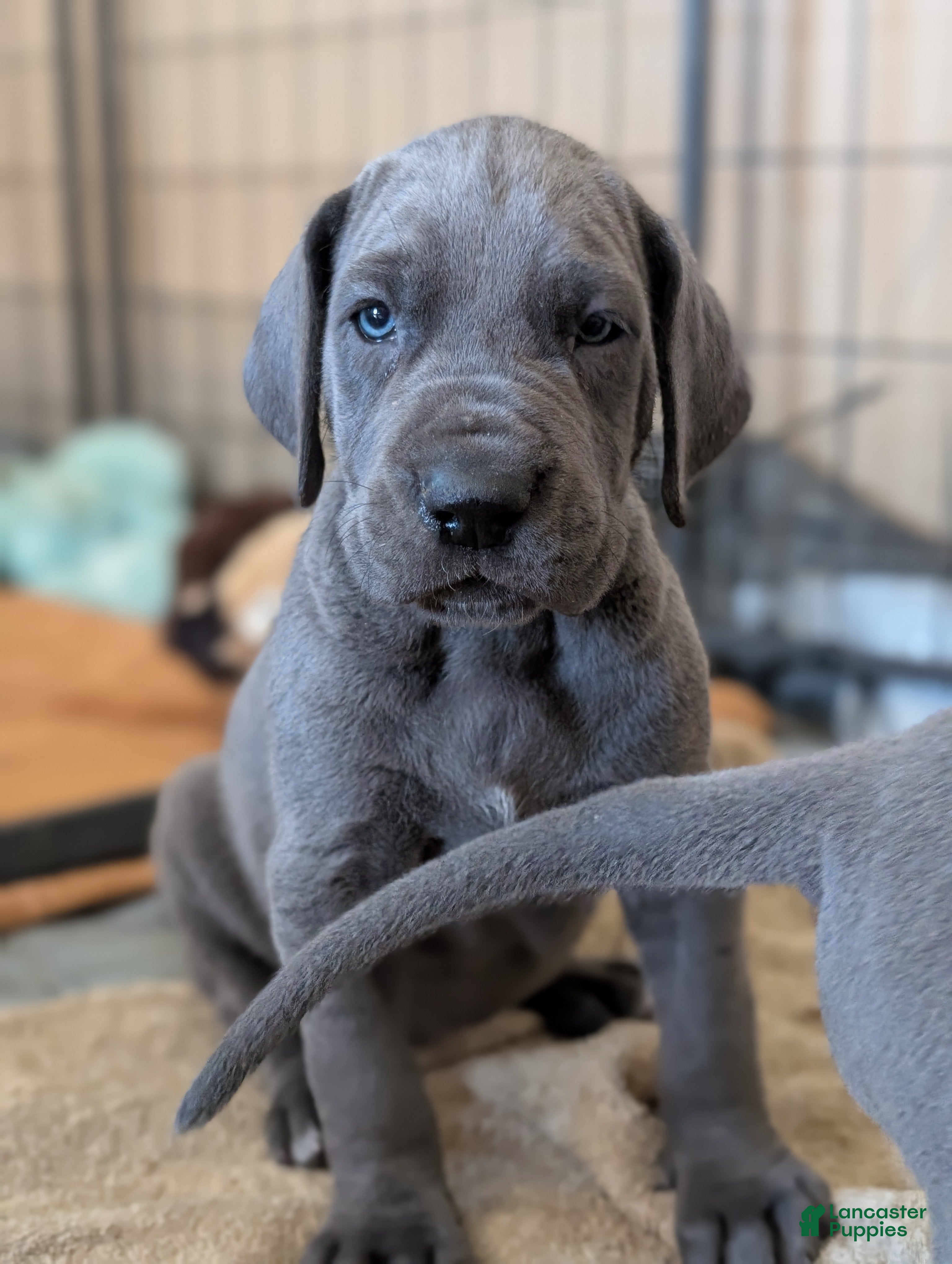 Great Dane dogs Great Dane Puppy 1 - Ad 1