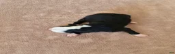 Border Collie dogs for sale: Gemma - Ad 4