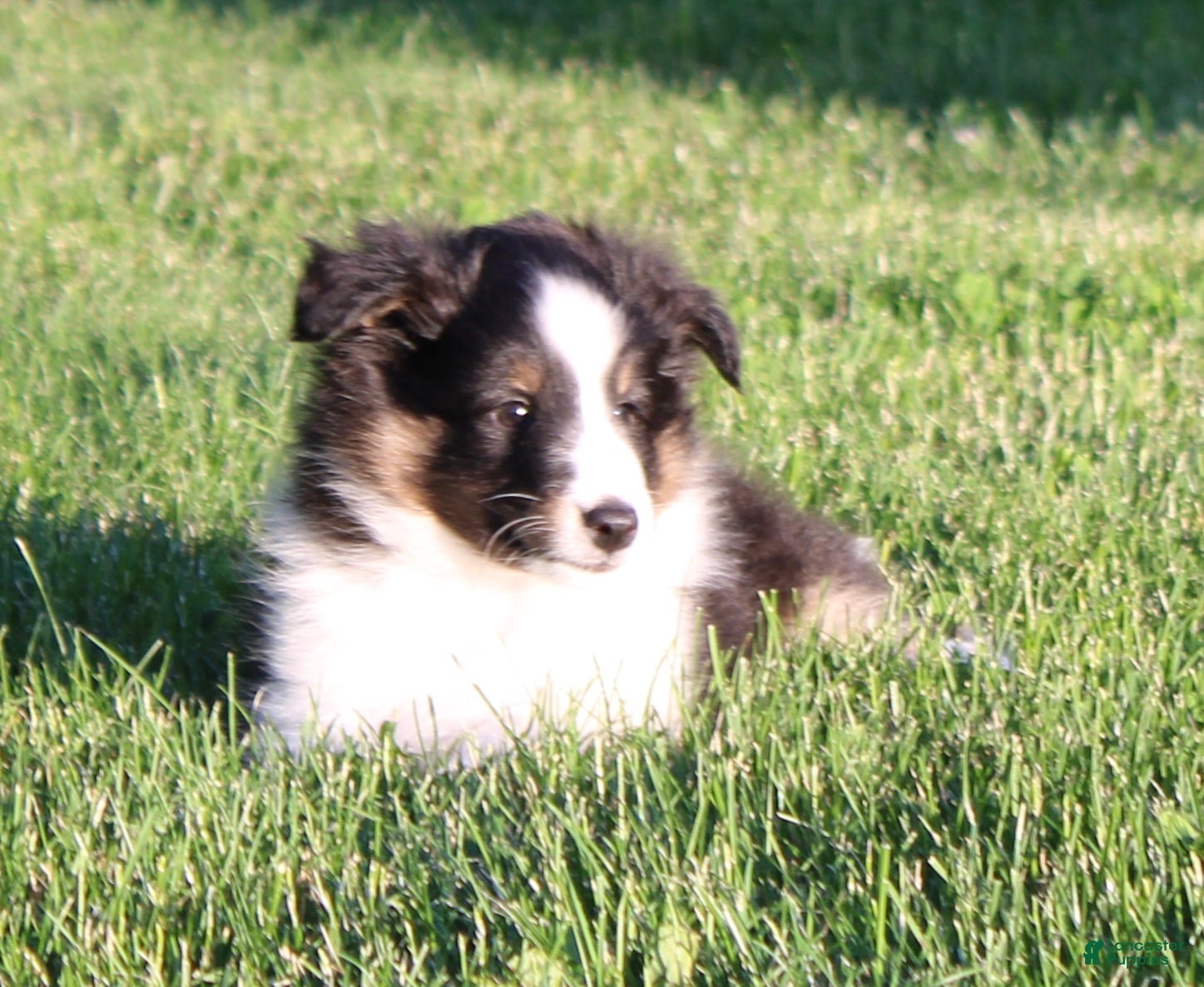 Shetland Sheepdog dogs Sierra - Ad 2