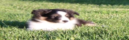 Shetland Sheepdog dogs for sale: Sierra - Ad 2