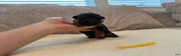 German Shepherd dogs for sale: Yellow Girl - Ad 1
