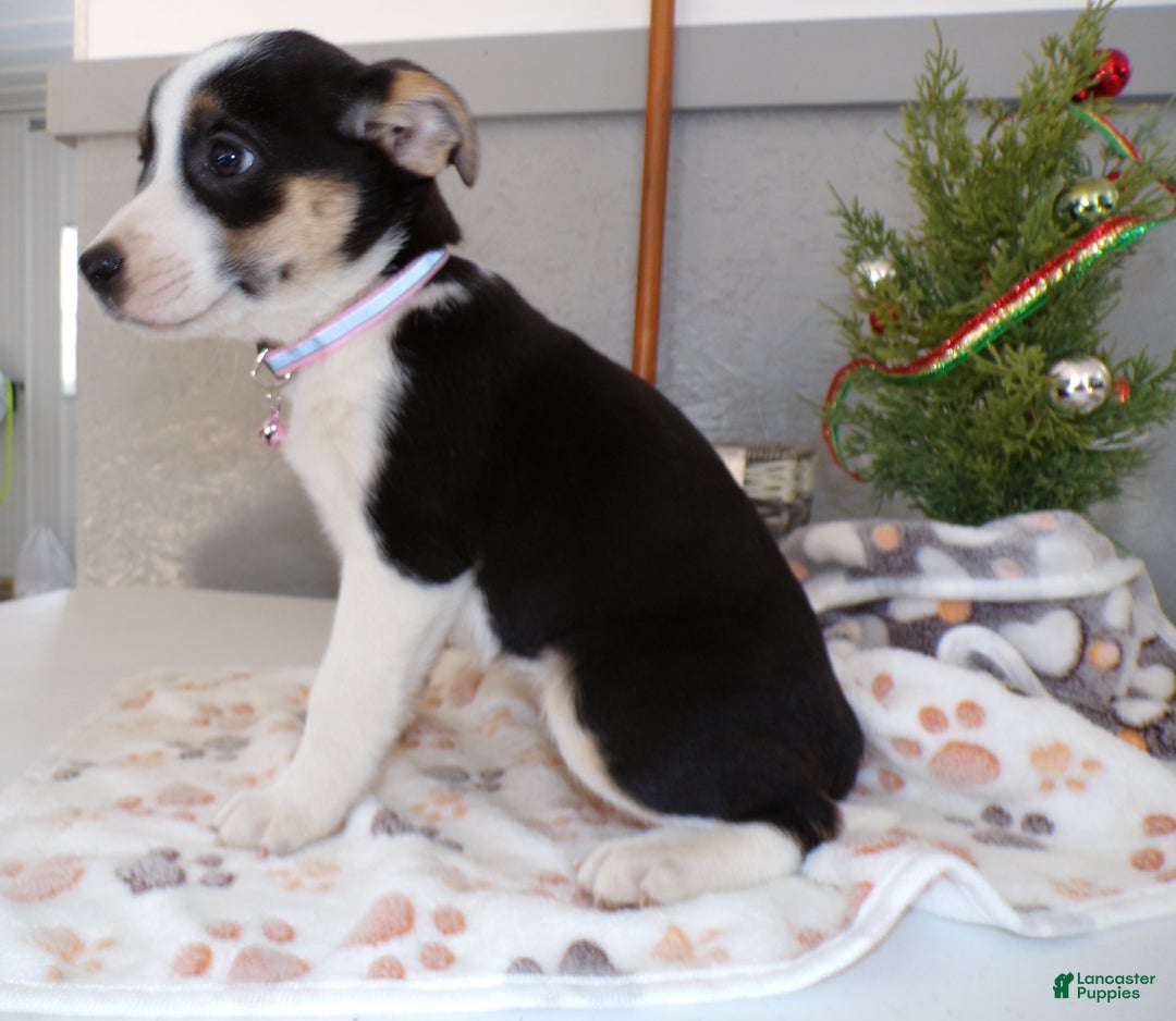 Mixed Breed dogs for sale: Mixed Breed Puppy 8 - Ad 3