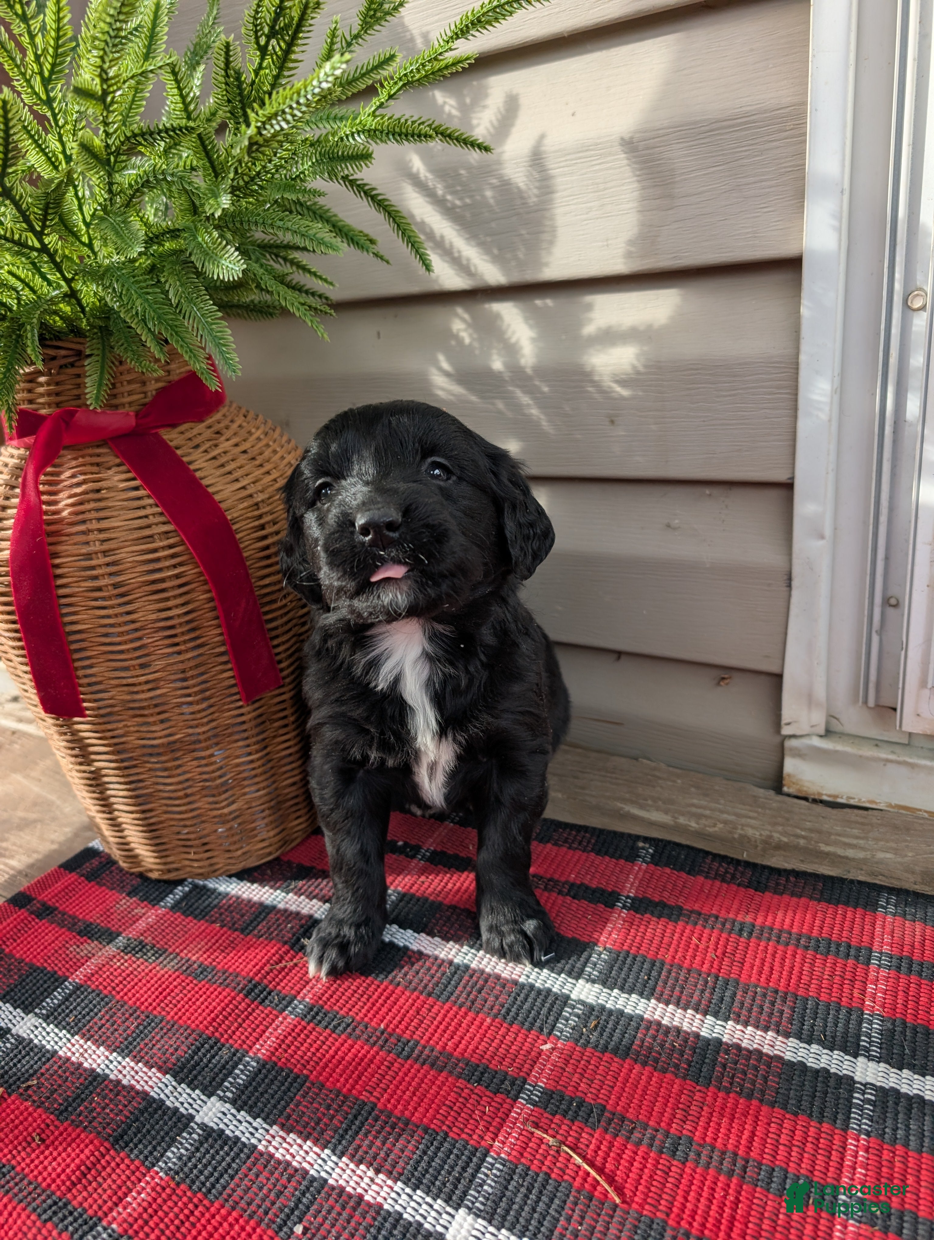 Mixed Breed dogs Nova  - Ad 34