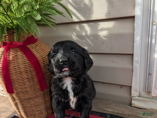 Mixed Breed dogs Nova - Ad 15