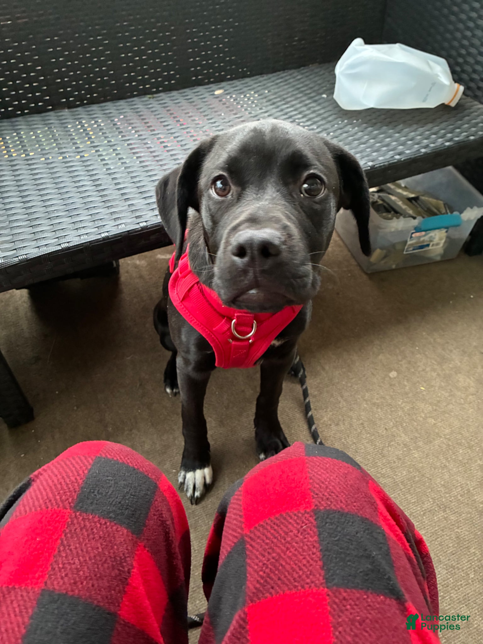 Mixed Breed dogs for sale: Kanesley - Ad 21
