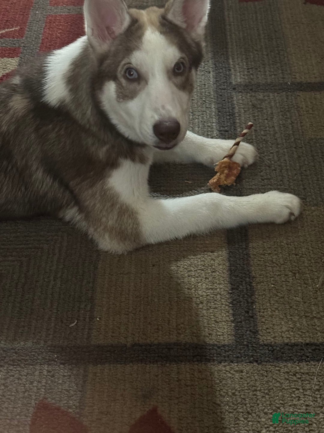 Gallery Image {{count}}