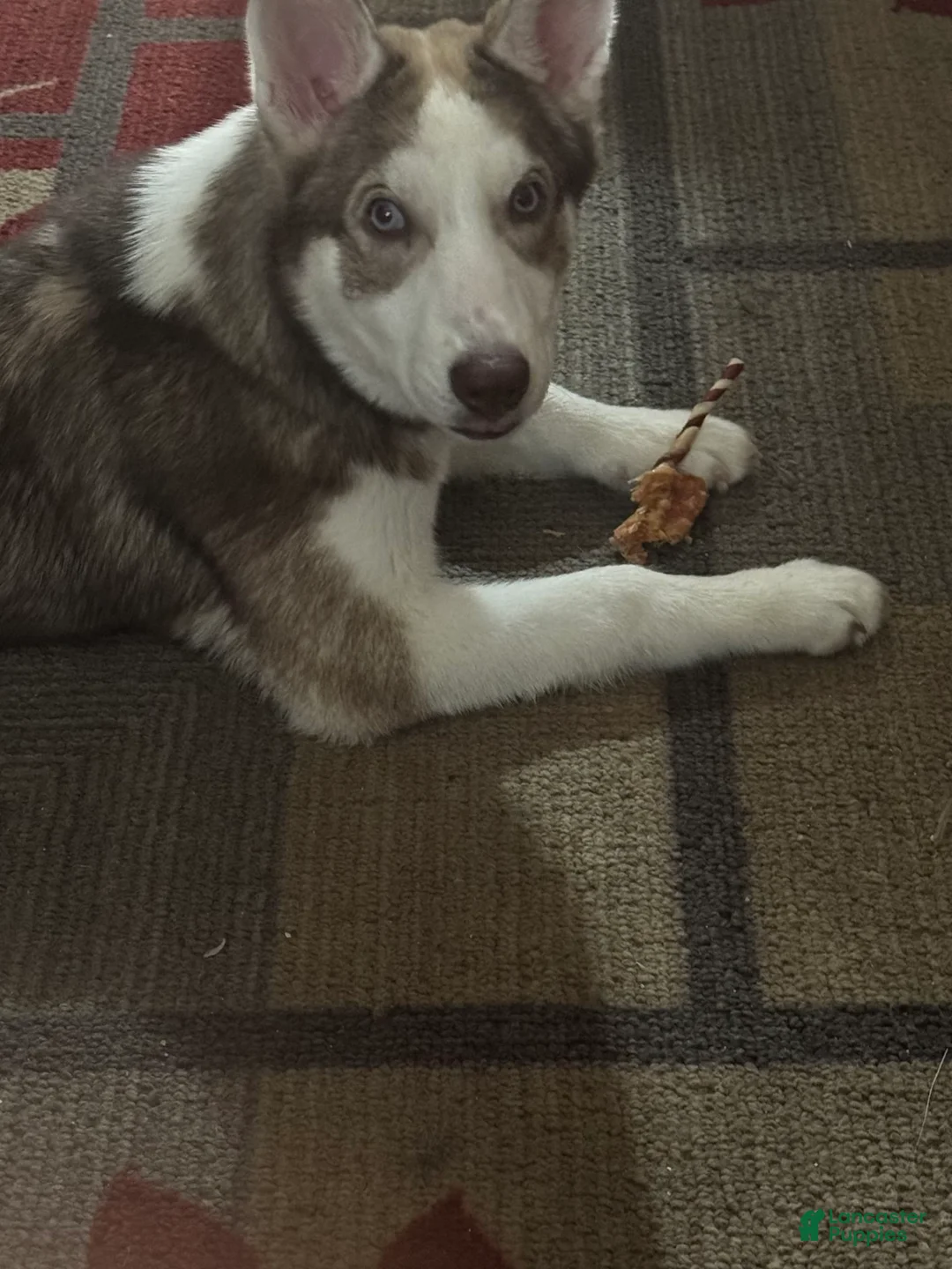 Gallery Image {{count}}