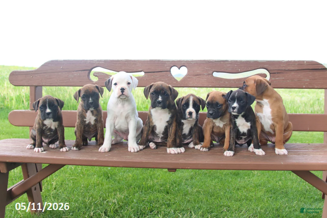 Boxer dogs for sale: Ava   - Ad 2