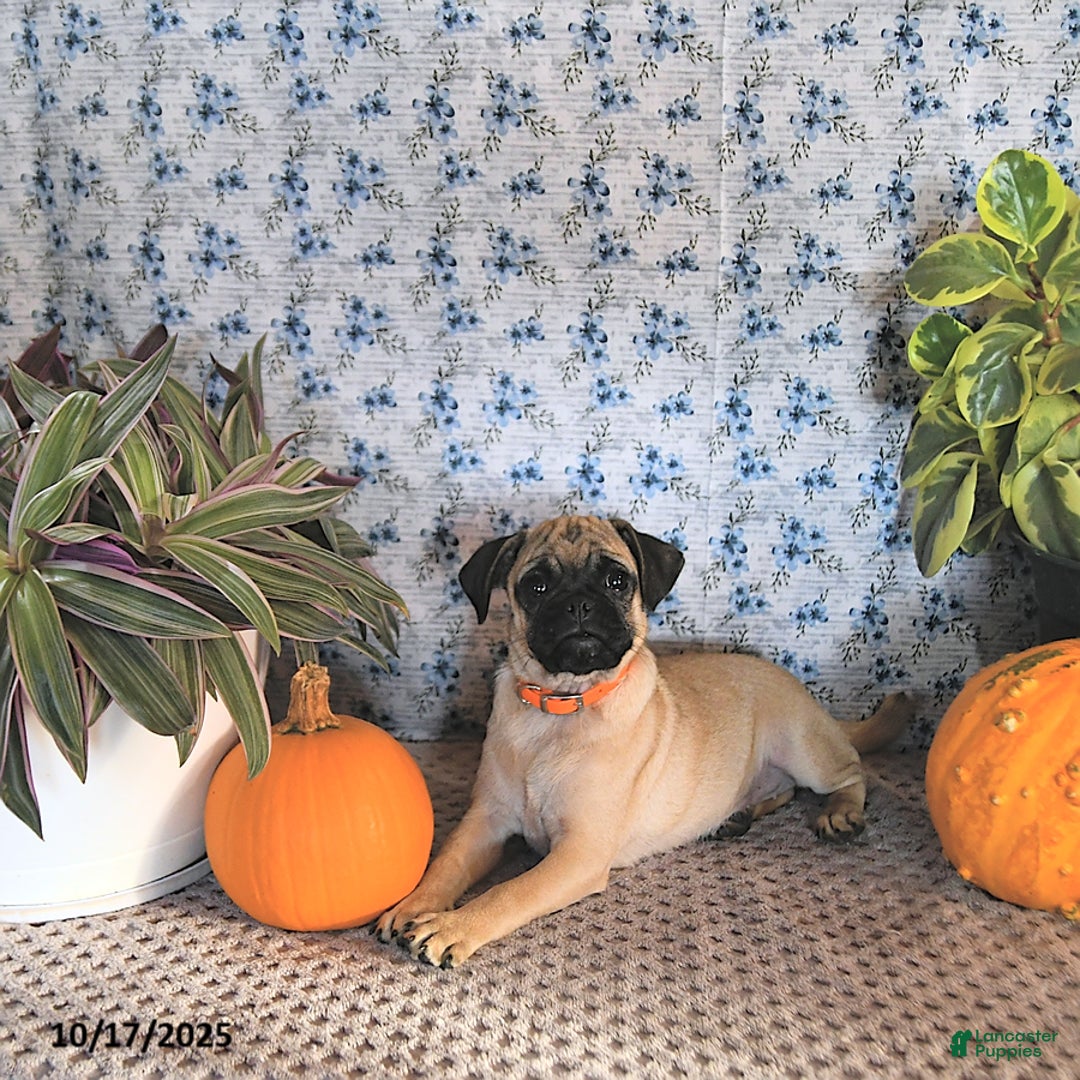 Pug dogs for sale: Goldie - Ad 15