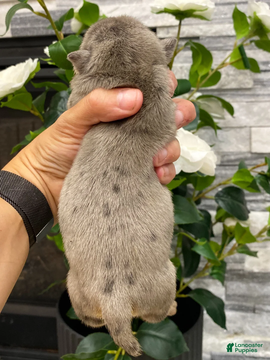 English Bulldog dogs for sale: Nicky - Ad 2
