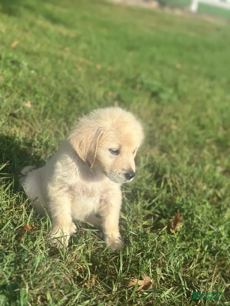 Golden Retriever dogs Buster - Ad 2