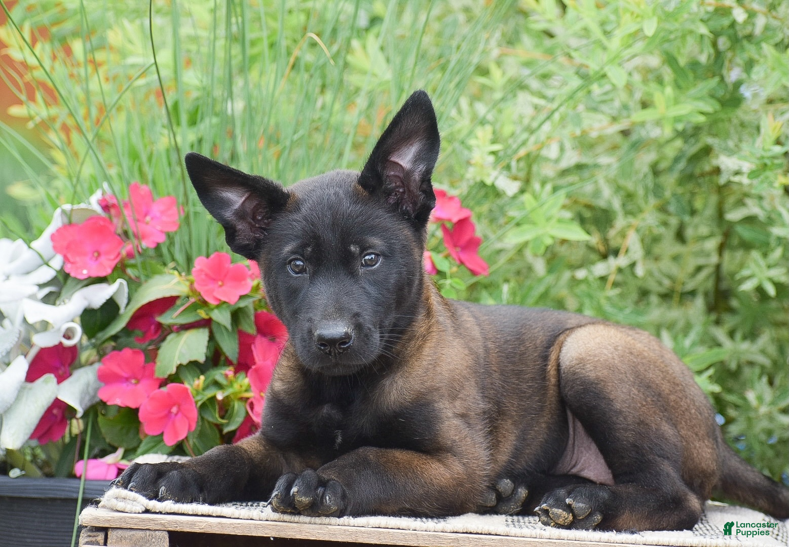 Belgian Malinois dogs Megan - Ad 1