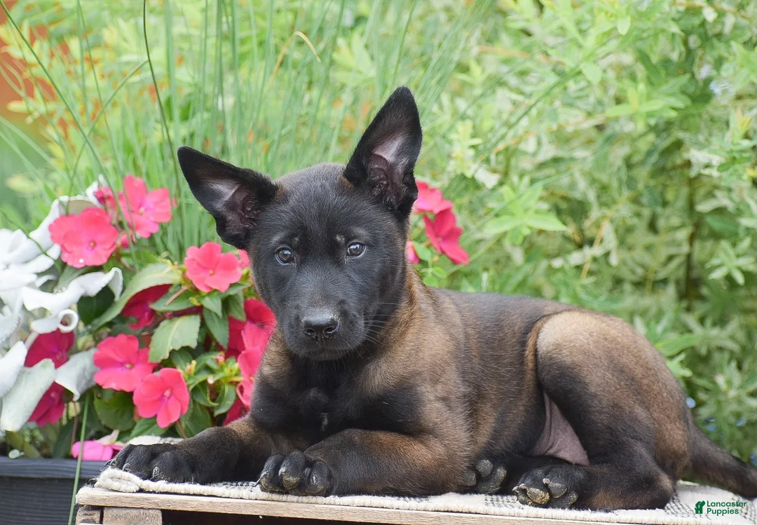Belgian Malinois dogs for sale: Megan - Ad 1