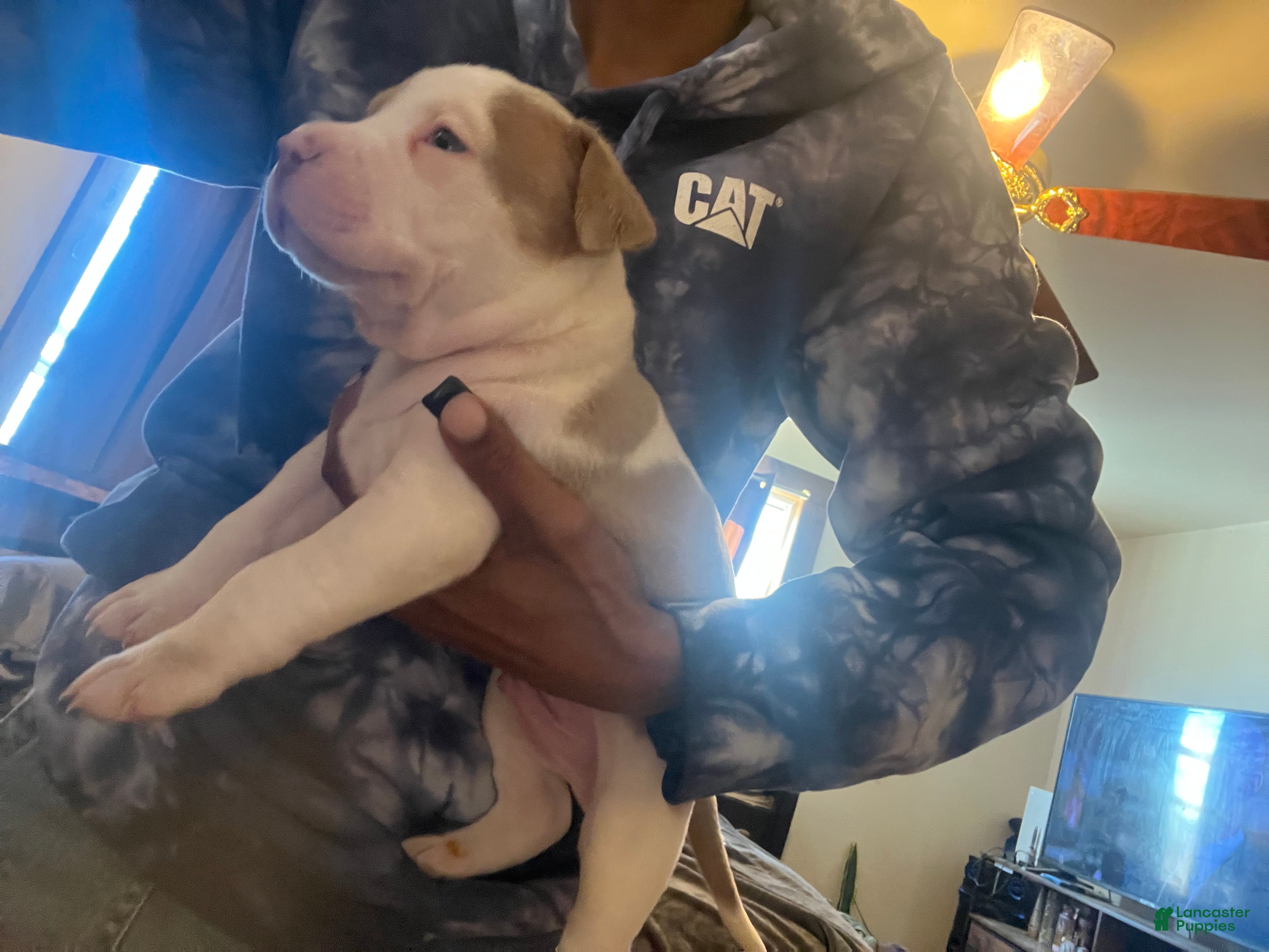 American Bully dogs American Bully Puppy 1 - Ad 2