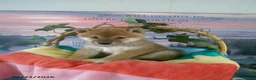 Shiba Inu dogs for sale: Benjie - Ad 1