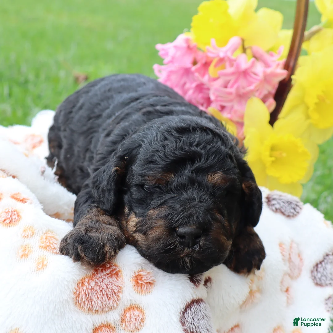Mini Goldendoodle dogs for sale: Dustin - Ad 2