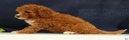 Cavapoo dogs for sale: Carnation - Ad 6