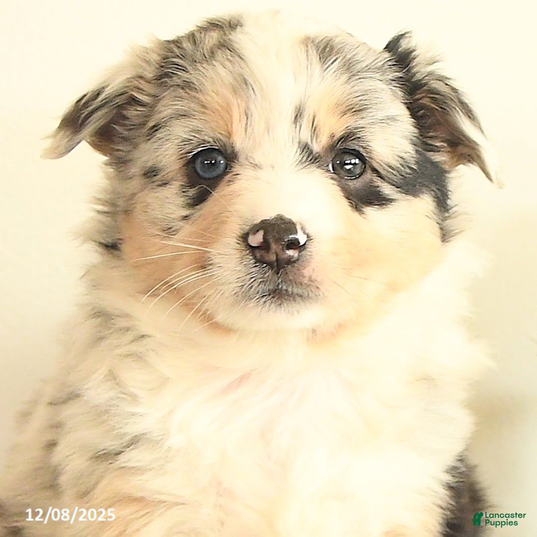 Miniature Australian Shepherd dogs for sale: Tansy - Ad 4
