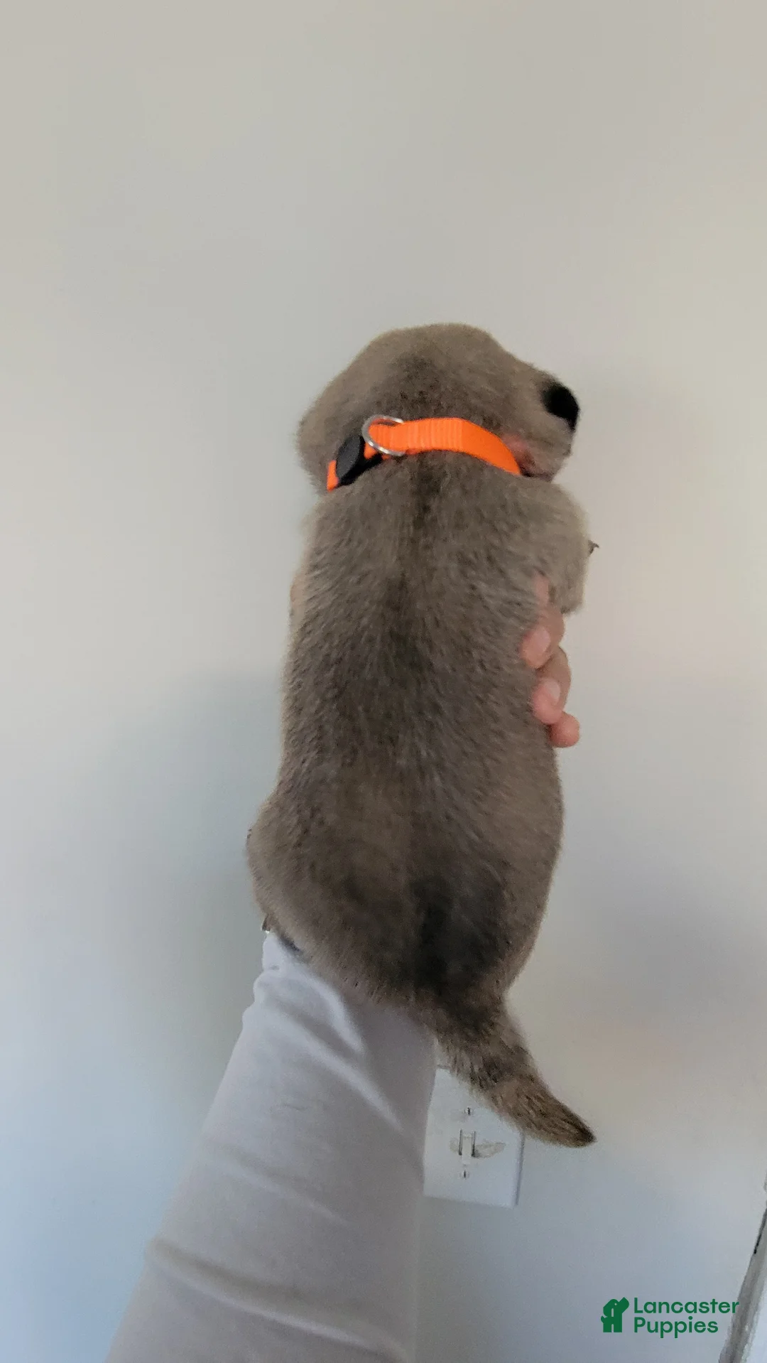 Pug dogs for sale: Orange boy  - Ad 2