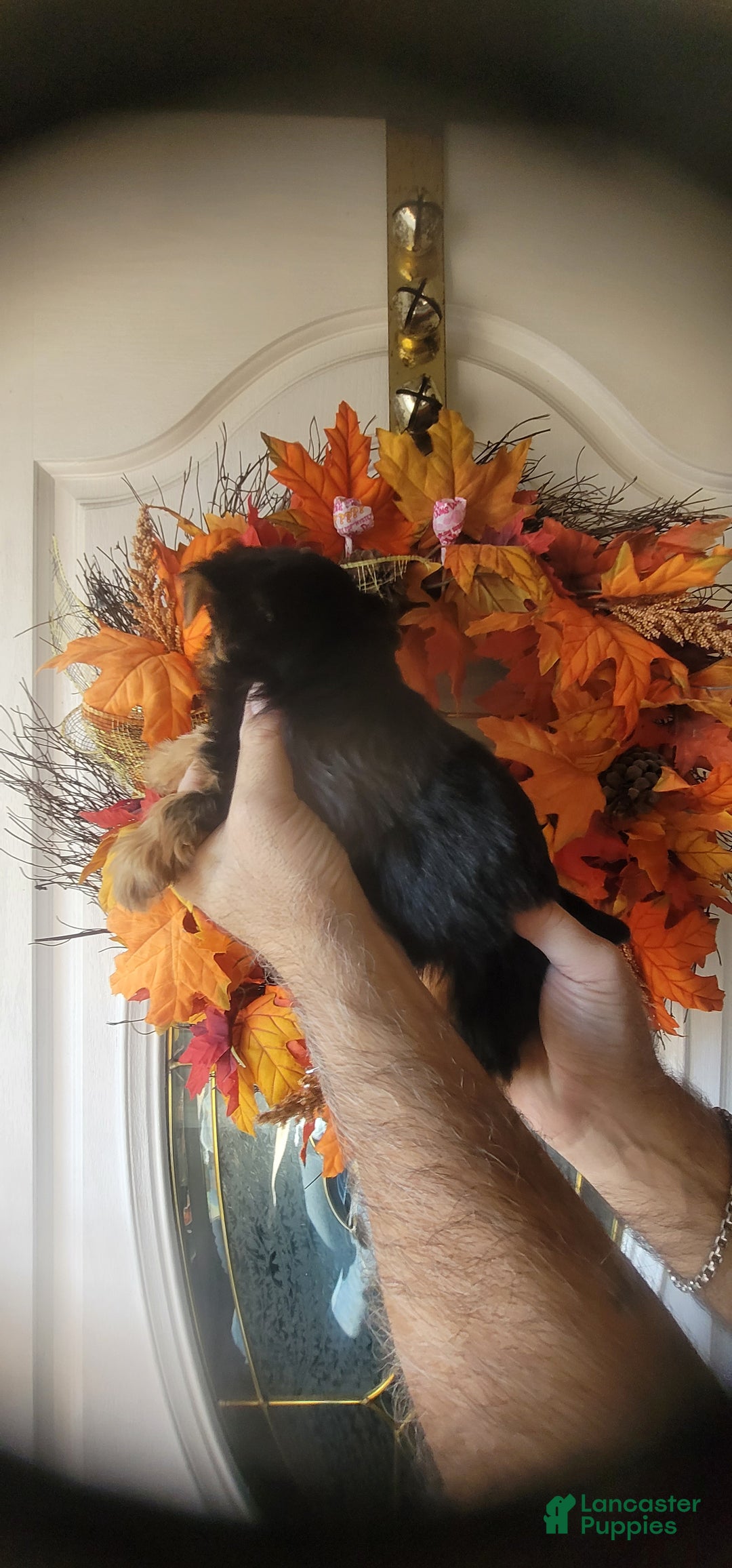 Yorkshire Terrier dogs for sale: Joyce  - Ad 2