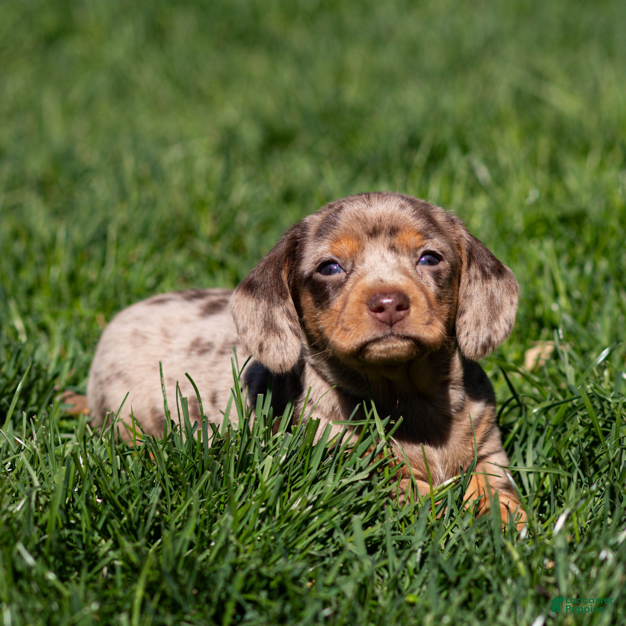 Miniature Dachshund dogs Junie Miniature Dachshund Puppy  - Ad 1