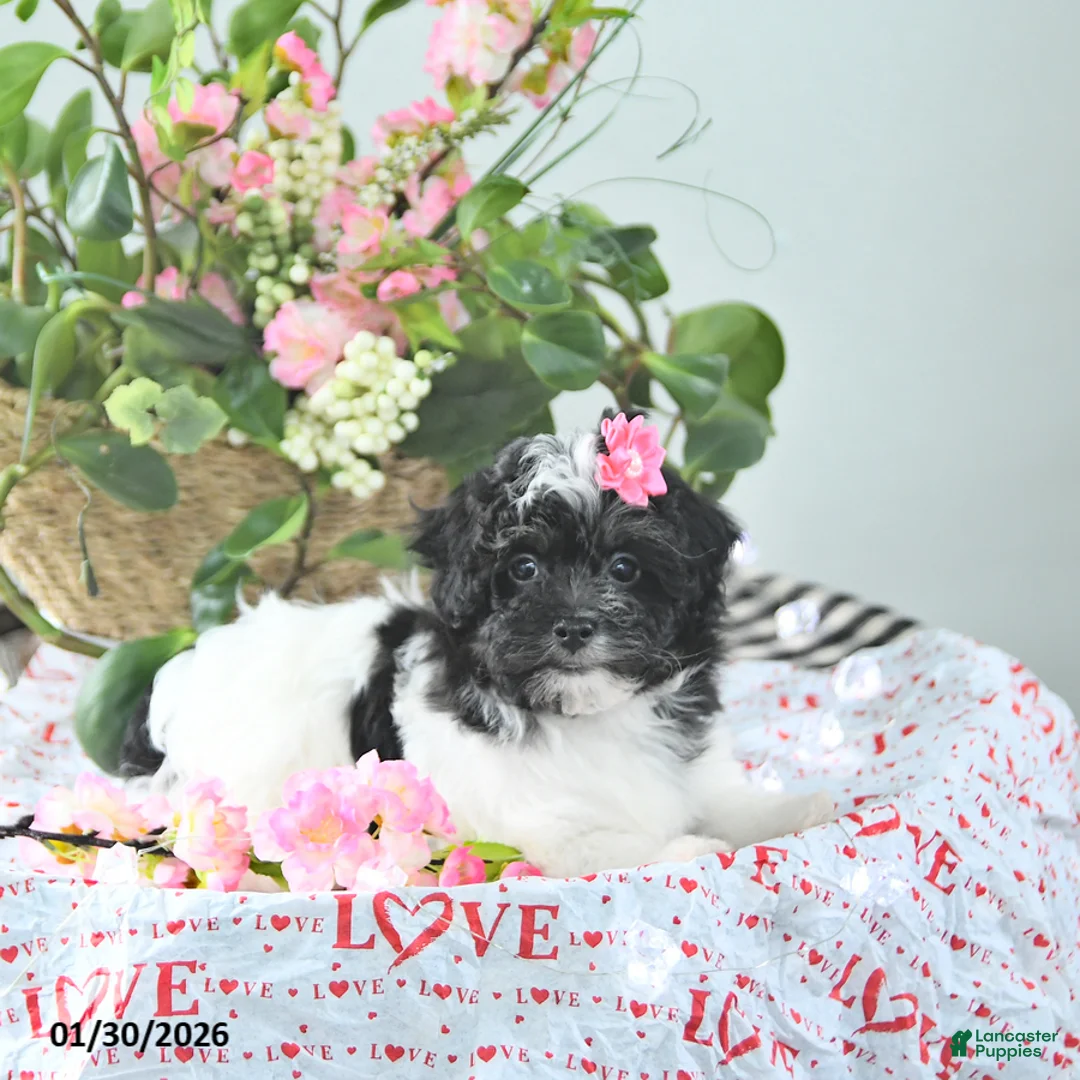 Havapoo dogs for sale: Elsa - Ad 2