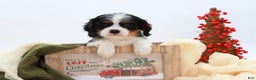 Cavalier King Charles Spaniel dogs for sale: Kye - Ad 1