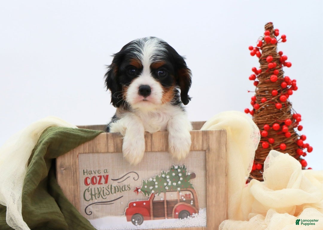 Cavalier King Charles Spaniel dogs for sale: Kye - Ad 1