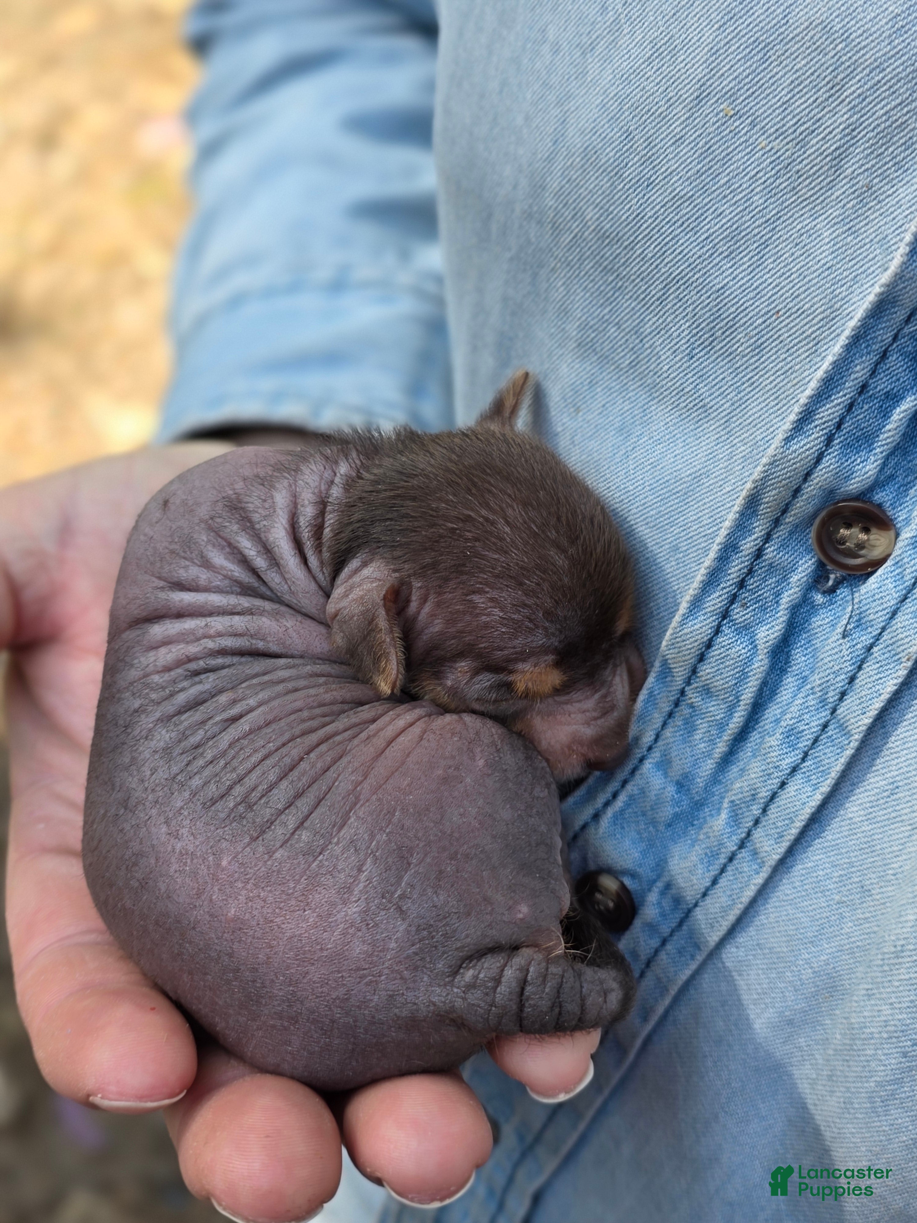 Mixed Breed dogs Chua - Ad 2